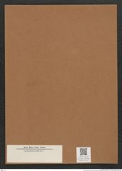 Diatomeae indet. Zeichnungen Sammlung Grunow Mappe 03024 (Herbarium_W_Grunow_drawings_Folder_03024)